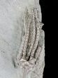 Aulocrinus Crinoid Fossil - Crawfordsville #20841-3